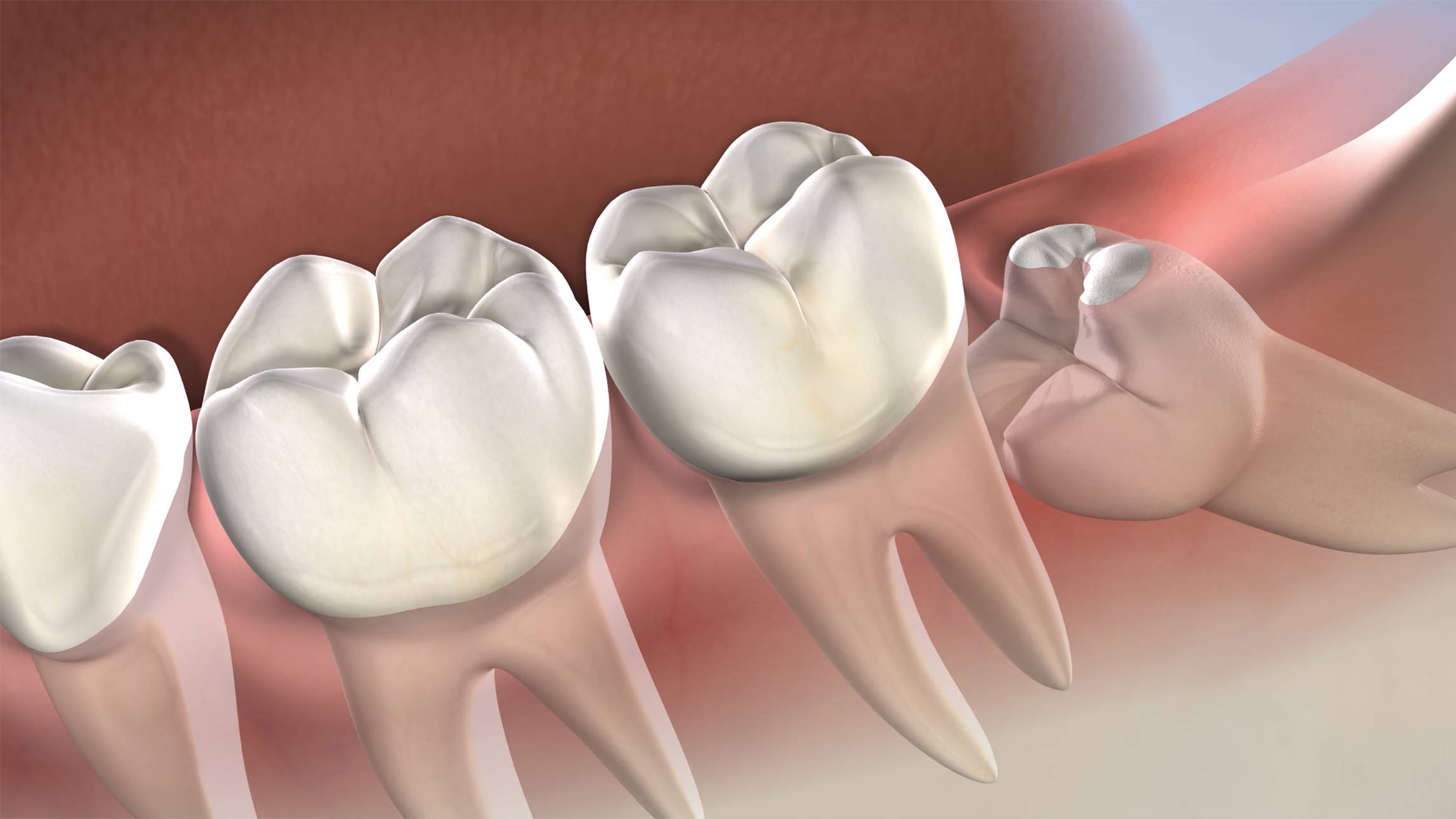 molar teeth