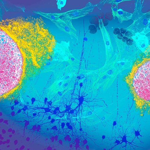 imagine if there was a way to tap into your body’s natural ability to heal and regenerate itself, image+5