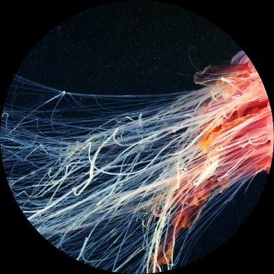 25lbcs1476