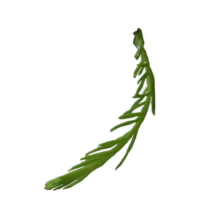 “Morris Debonair” pond cypress leaf example