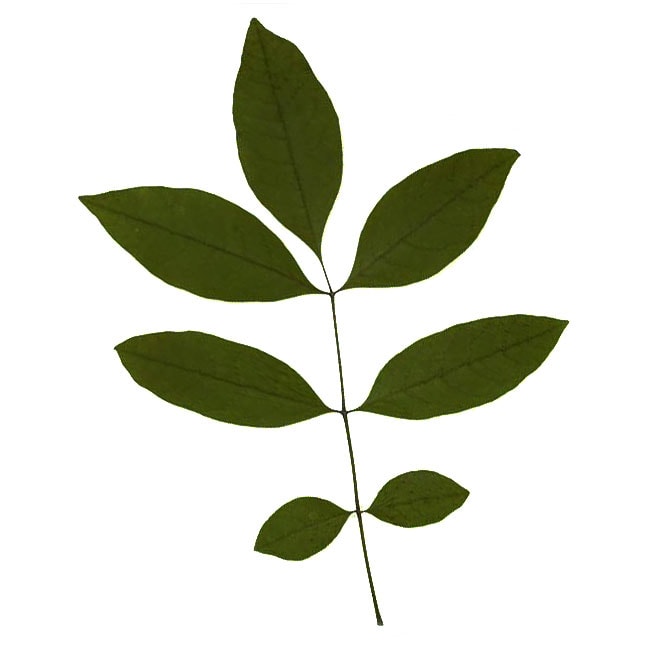Green Ash leaf example