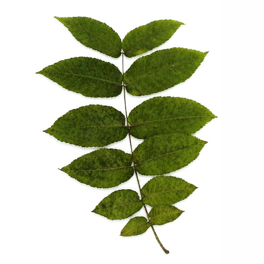 Black Walnut Street Trees In Nyc