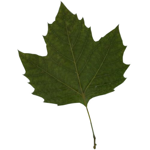 London Planetree leaf example