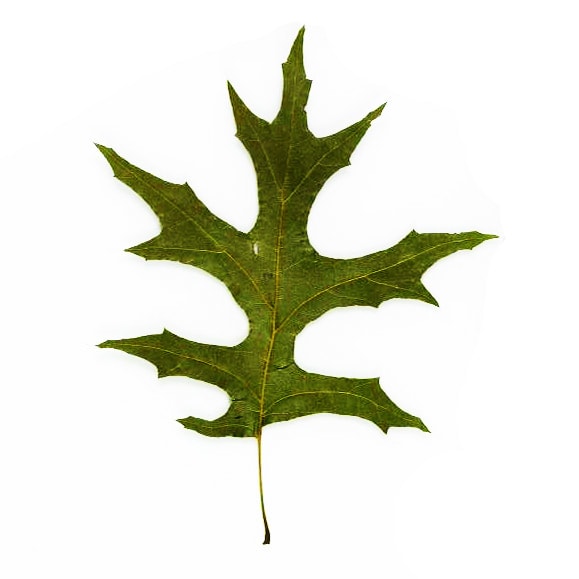 Pin Oak leaf example