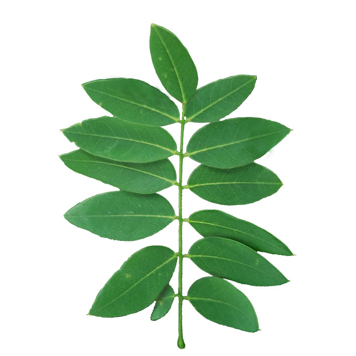 Japanese Pagoda Tree leaf example