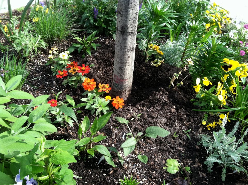 A tree trunk is surrounded by a variety of plants and flowers