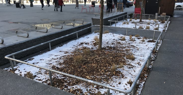 Tree beds springled with snow are covered with recently spread mulch