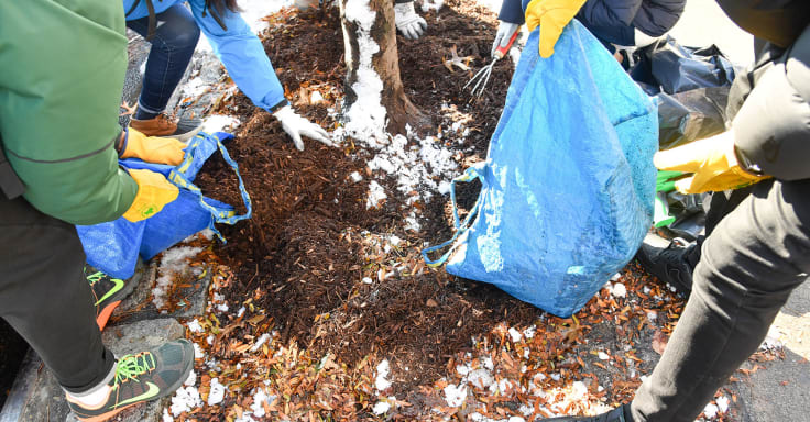 A group of volunteers pour mulch from blue bags around the base of a tree