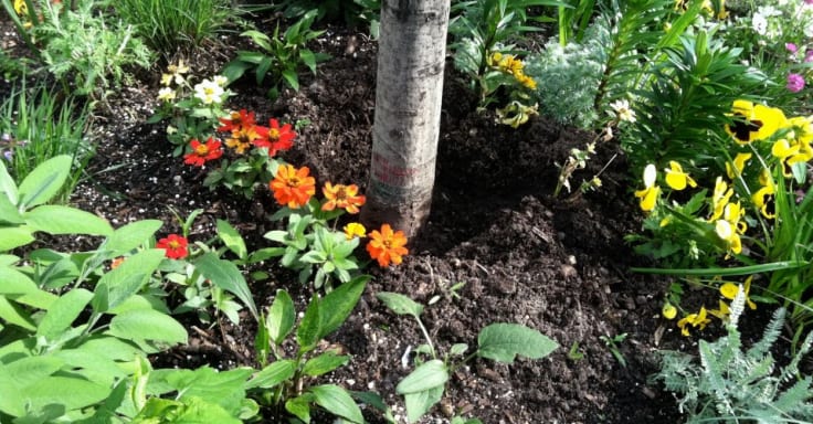 A tree trunk is surrounded by a variety of plants and flowers