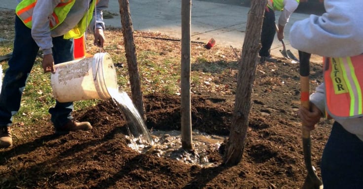 People in safety vests pour water out of plastic buckets onto the base of a young tree