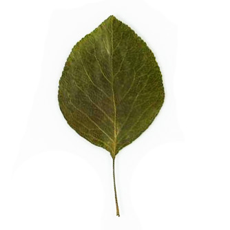Callery Pear leaf example
