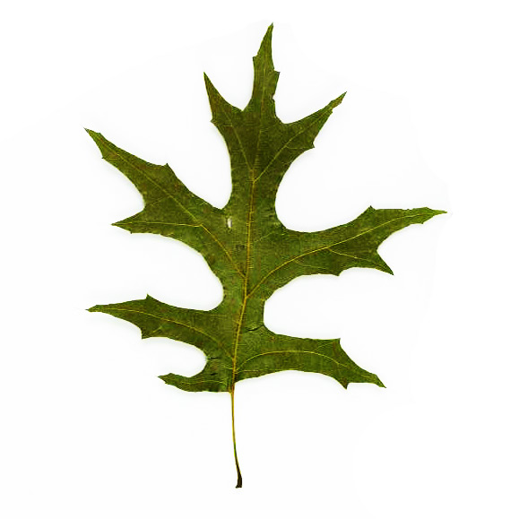 Pin Oak leaf example