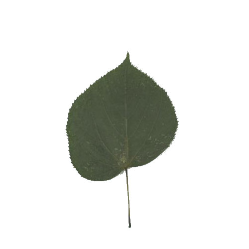 Littleleaf Linden leaf example