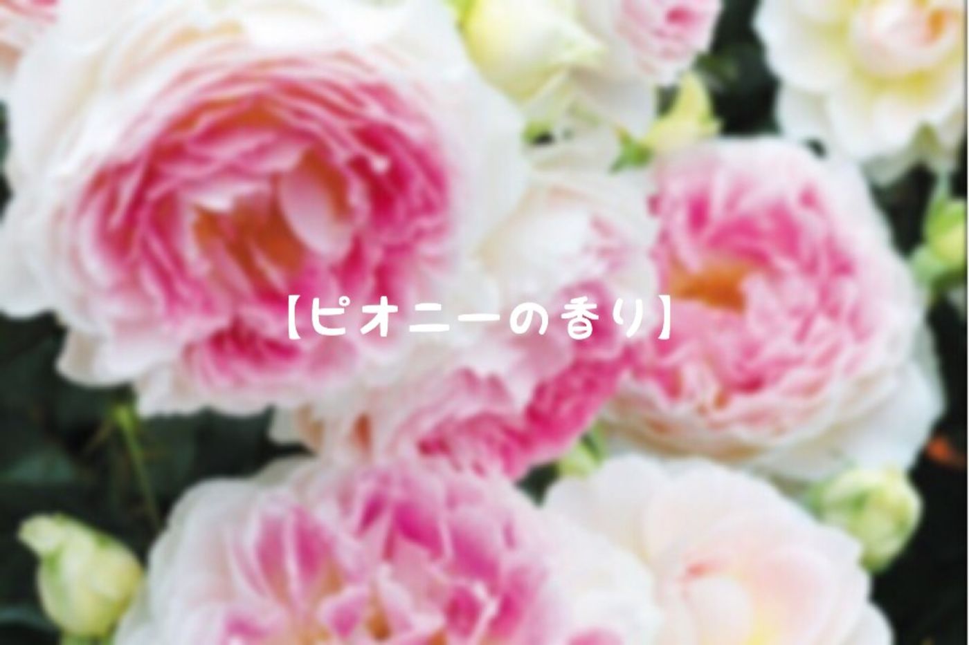 【ピオニーの香り】