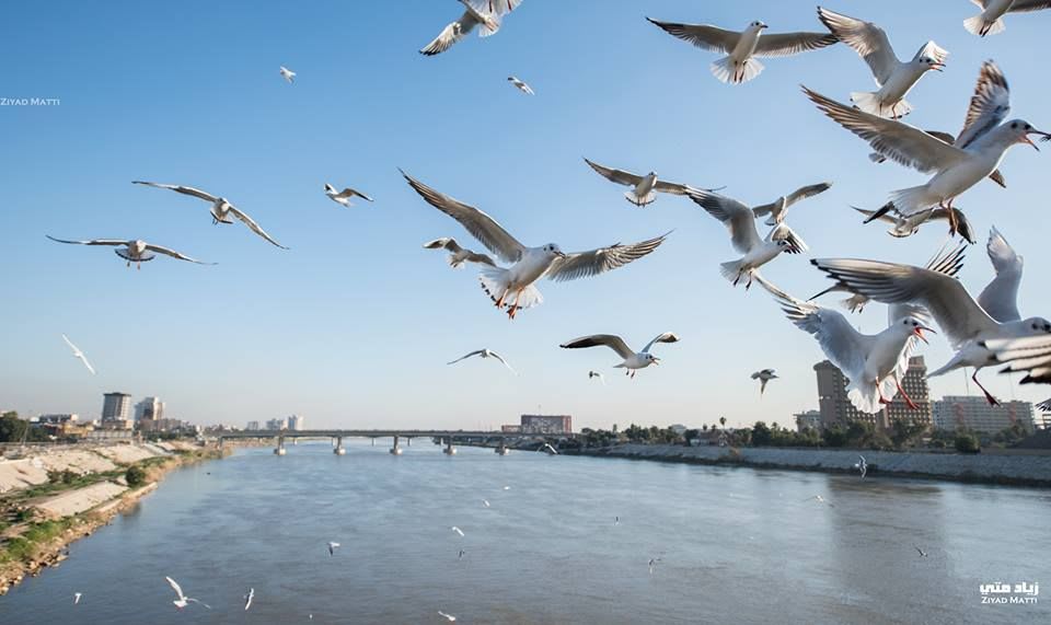 أعانقُ فيكِ النهرَ