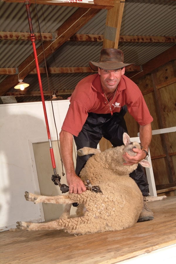 Sheep World