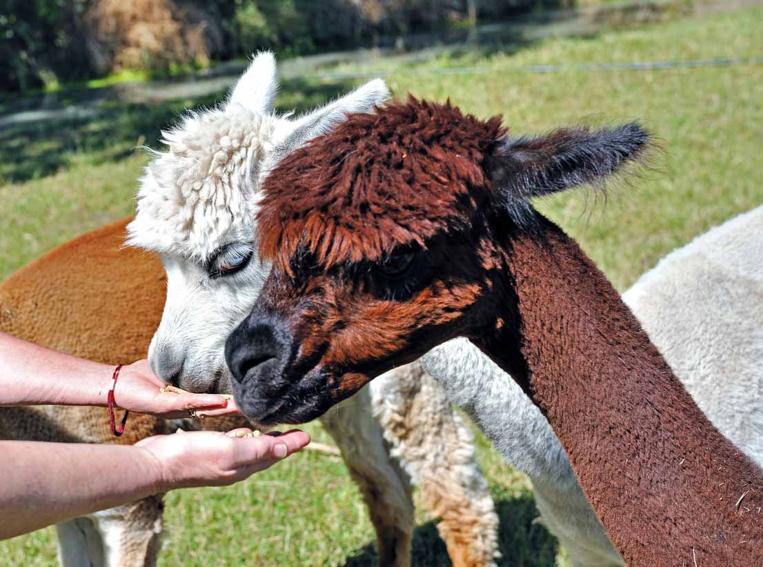 Miners Arms Alpaca Farmstay B&B