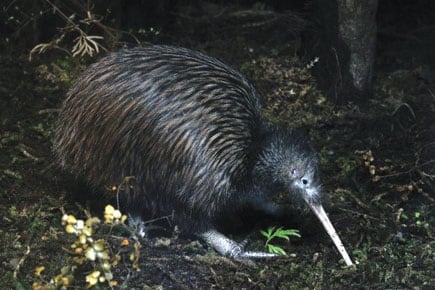 The National Kiwi Centre