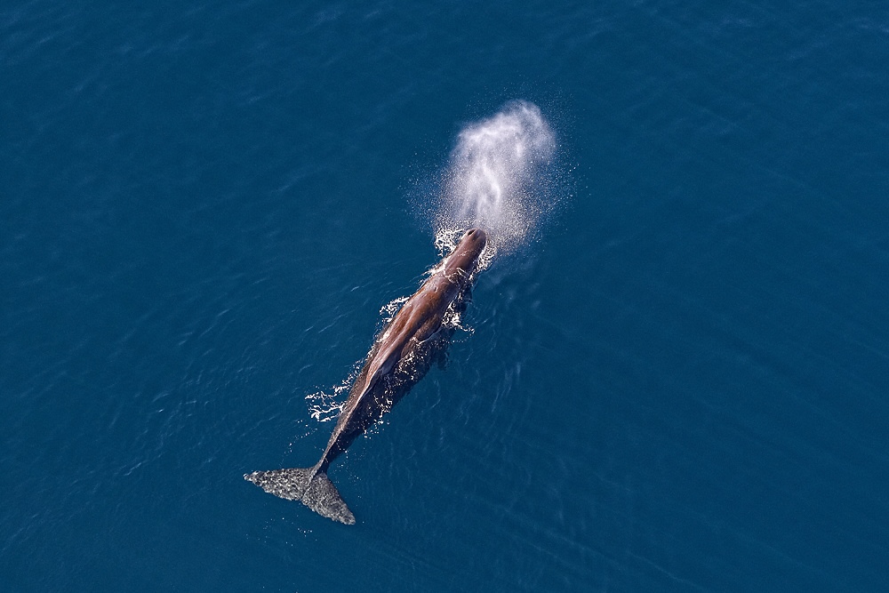 Kaikoura Helicopters - Whale Watching