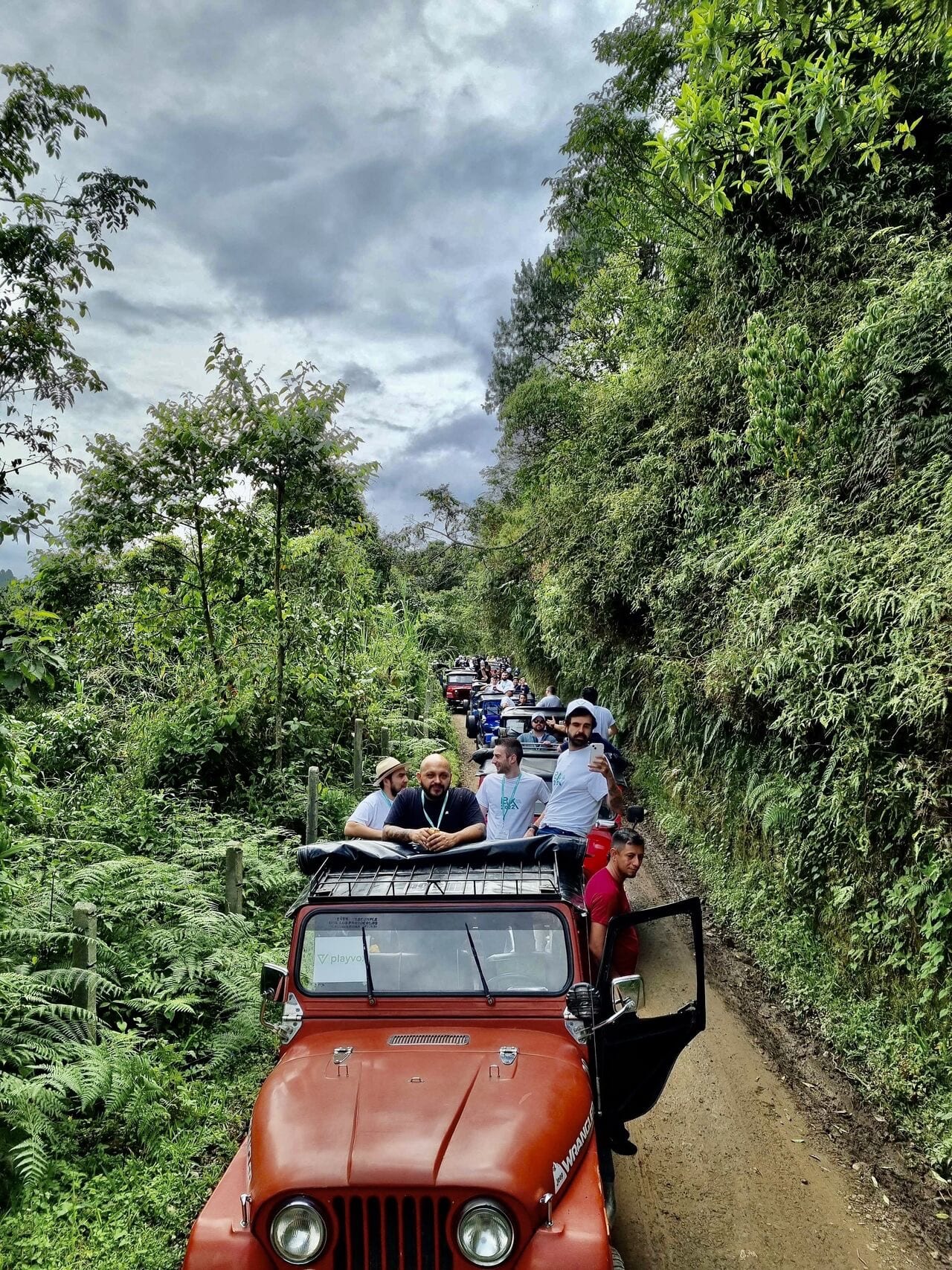 Coffee plantation rows
