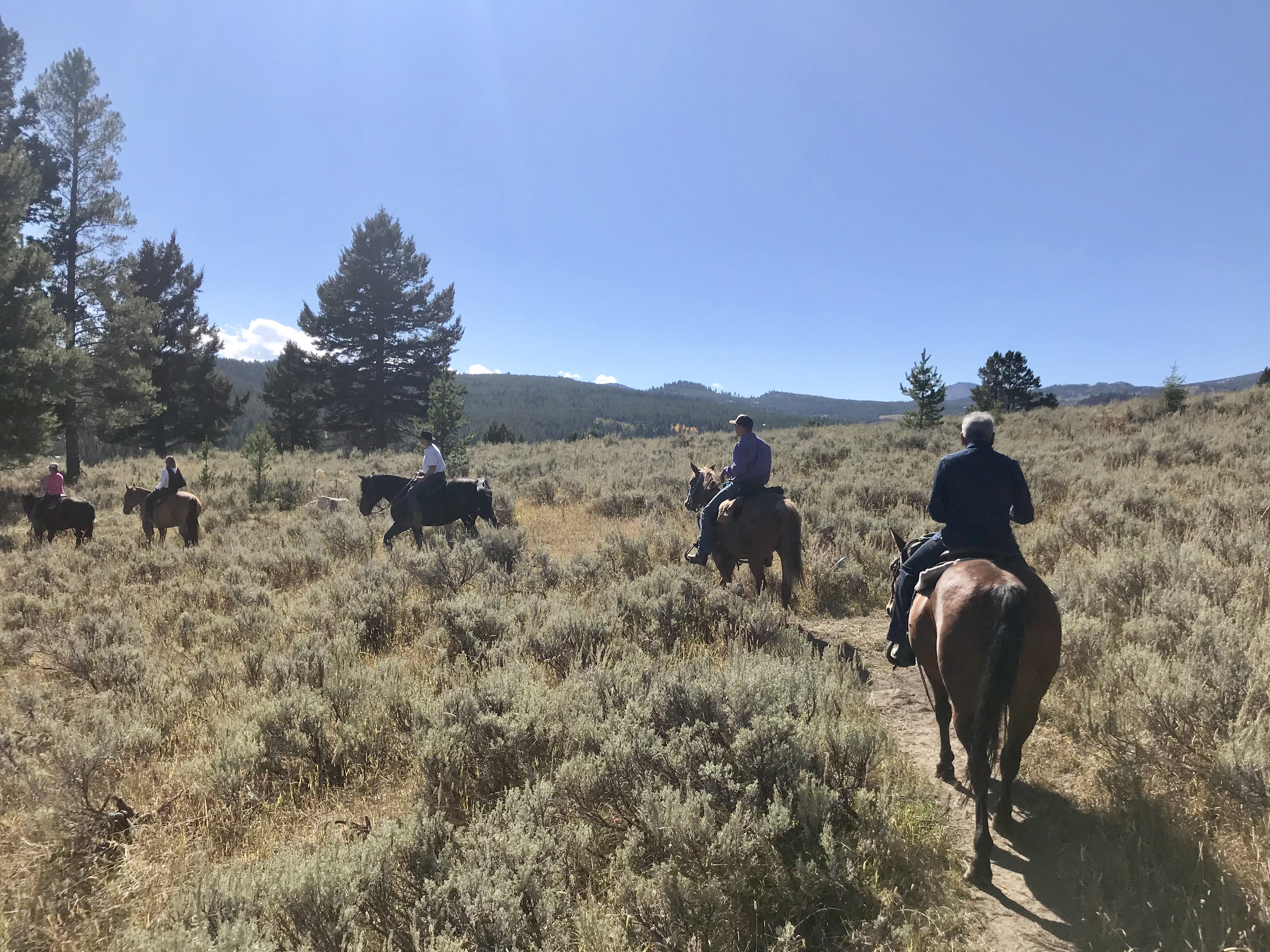 Team penning activity in arena
