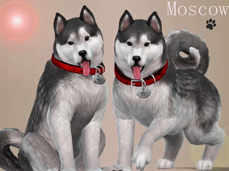 Sims 4 Moscow the Husky [PETS NEEDED] by Margeh-75