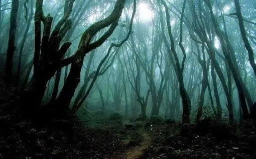 Hồ Sơ Aokigahara: Góc Khuất Tâm Lý Đằng Sau Lời Đồn Về “Khu Rừng Tự Sát
