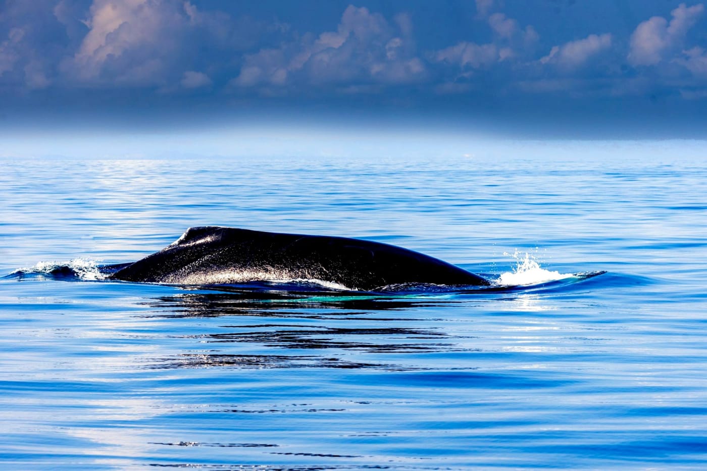 Whale Watching + El Limón Waterfall – Samaná Day Trip from Punta Cana