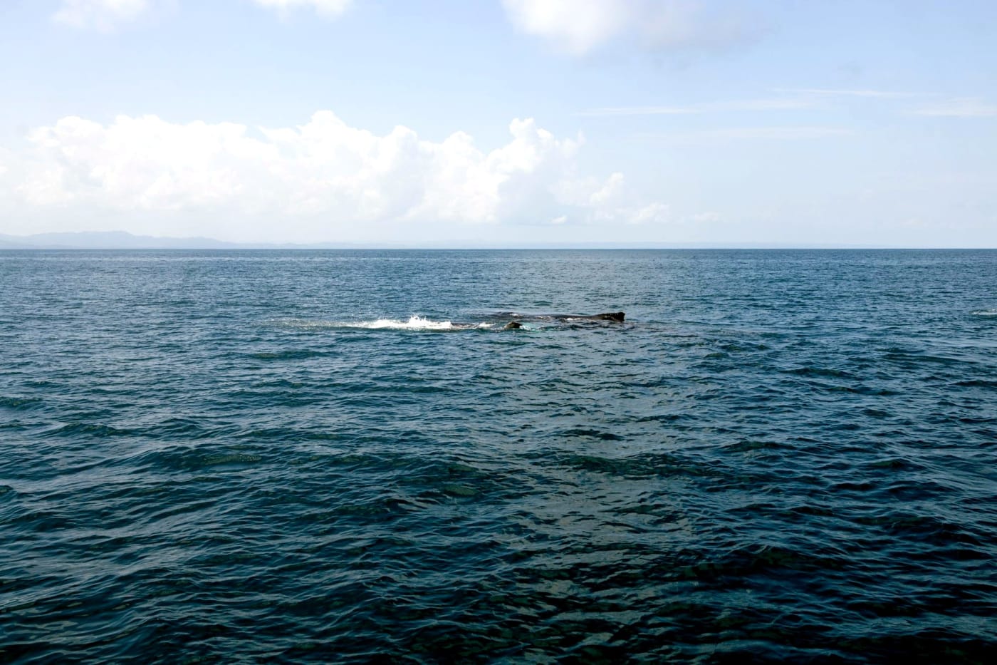Whale Watching + El Limón Waterfall – Samaná Day Trip from Punta Cana