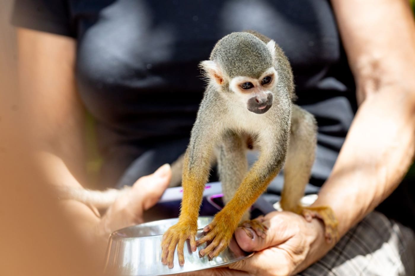 Buggy + Monkey Land Punta Cana – Jungle Buggies & Squirrel Monkeys