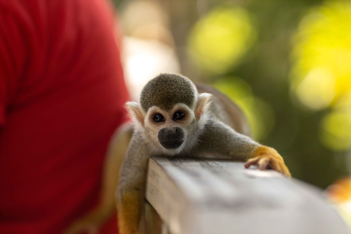 Buggy + Monkey Land Punta Cana – Jungle Buggies & Squirrel Monkeys