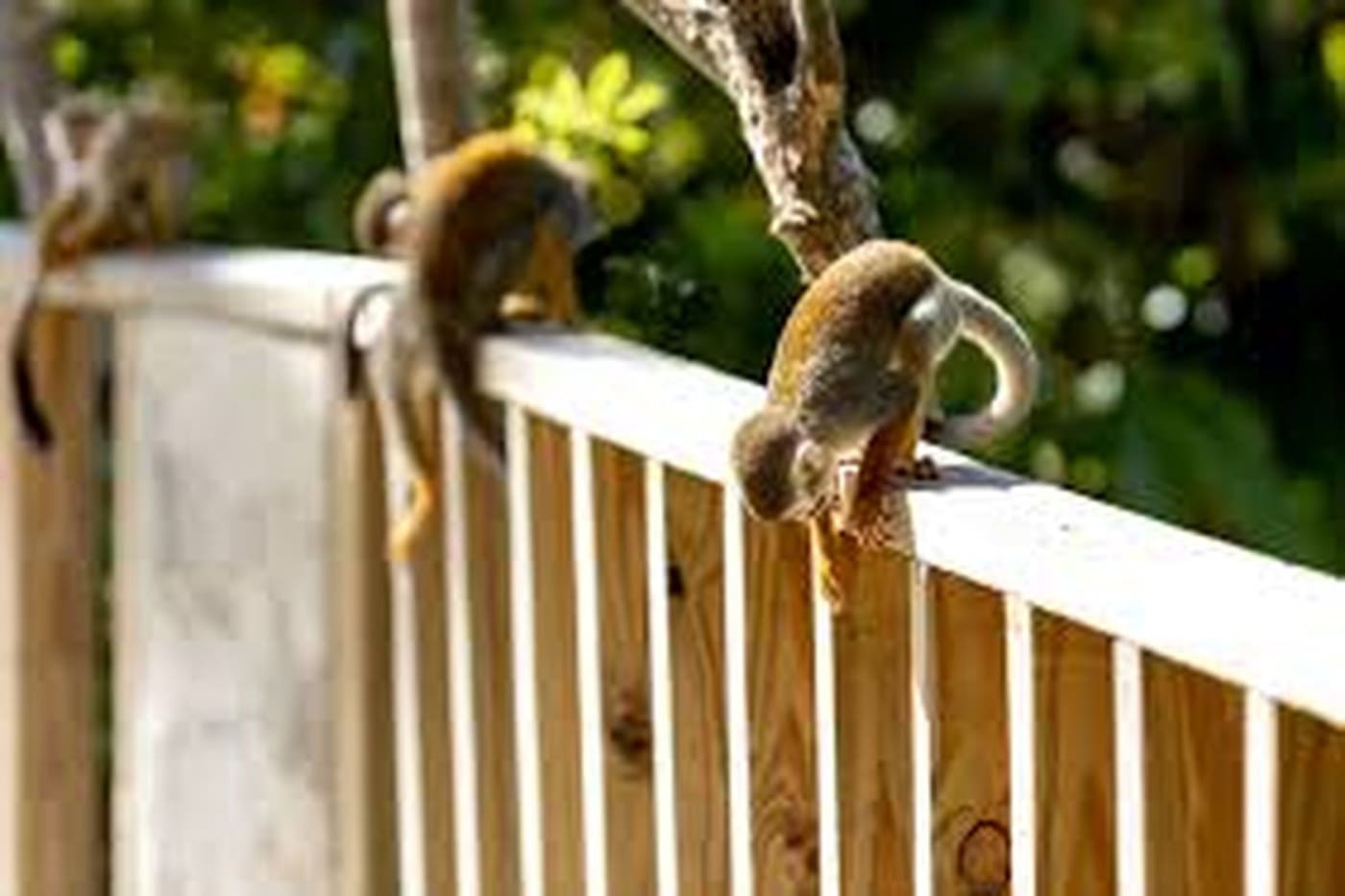 Monkey Land + Zipline Punta Cana – Two Adventures in One Day
