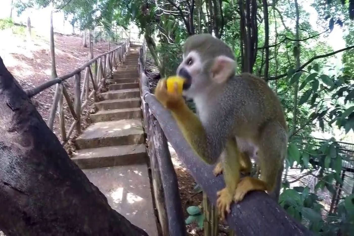 Monkey Land + Zipline Punta Cana – Two Adventures in One Day