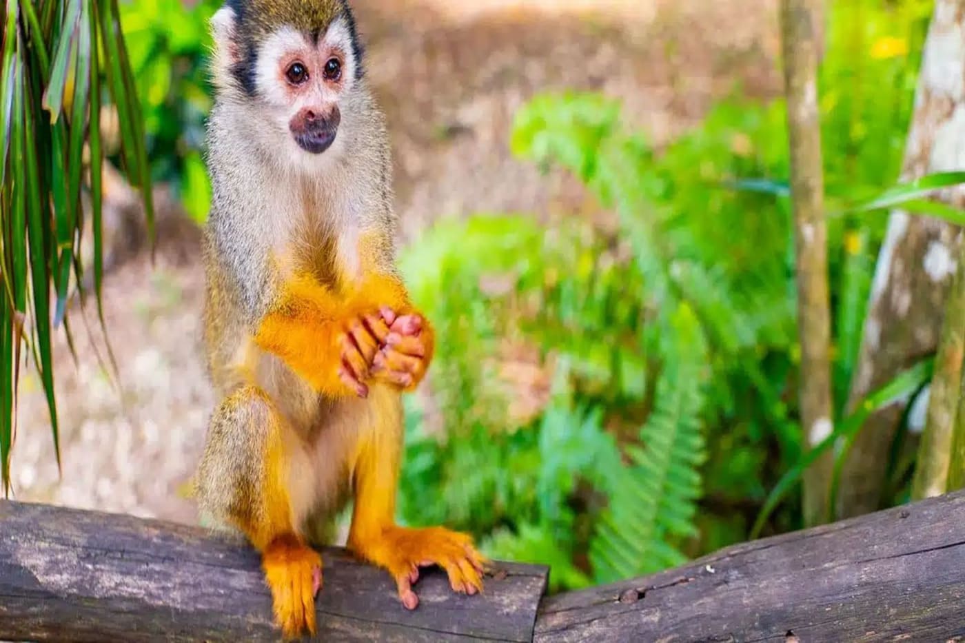 Squirrel monkey on a guest's shoulder at Monkeyland