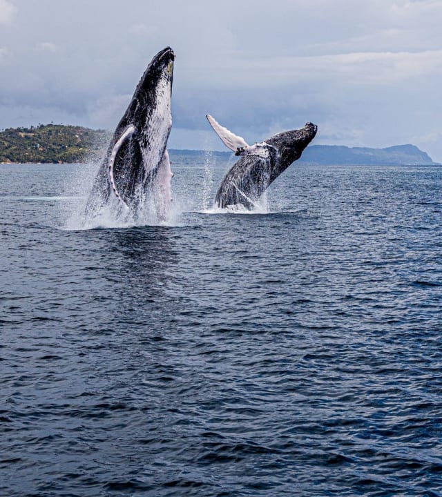 Whale Watching + Cayo Levantado from Punta Cana