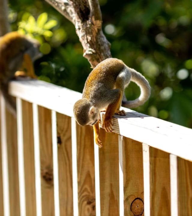 Monkey Land + Zipline Combo