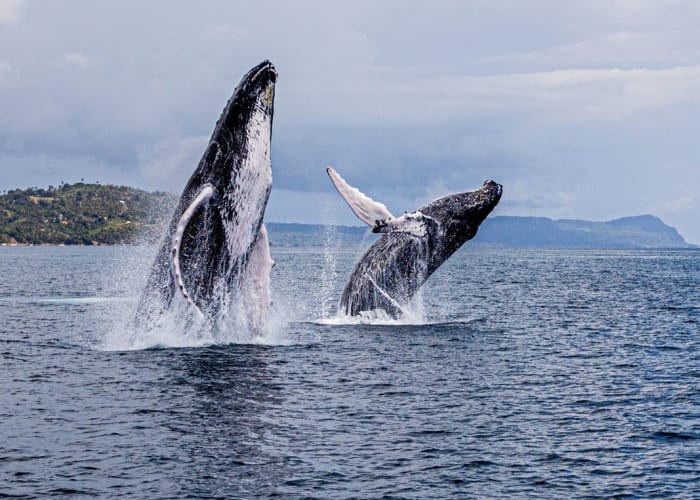 Whale Watching + Cayo Levantado from Punta Cana