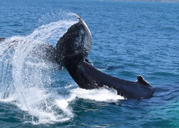 Whale Watching Half Day from Punta Cana
