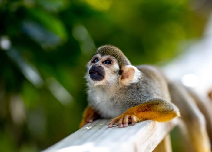 Monkey Land Punta Cana