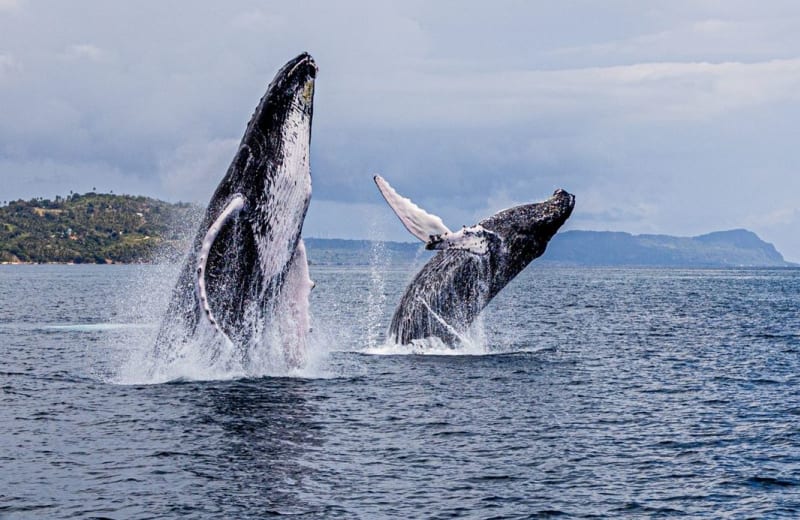 Whale Watching Season in Samaná: What to Know