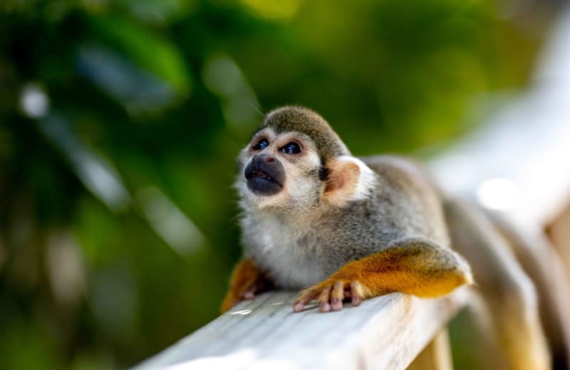 Monkey Land & Zipline: A Family Adventure Guide