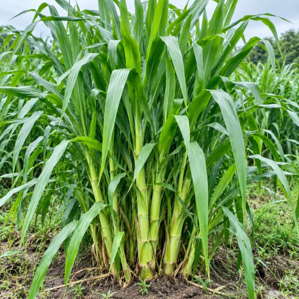 প্যাকেজিং