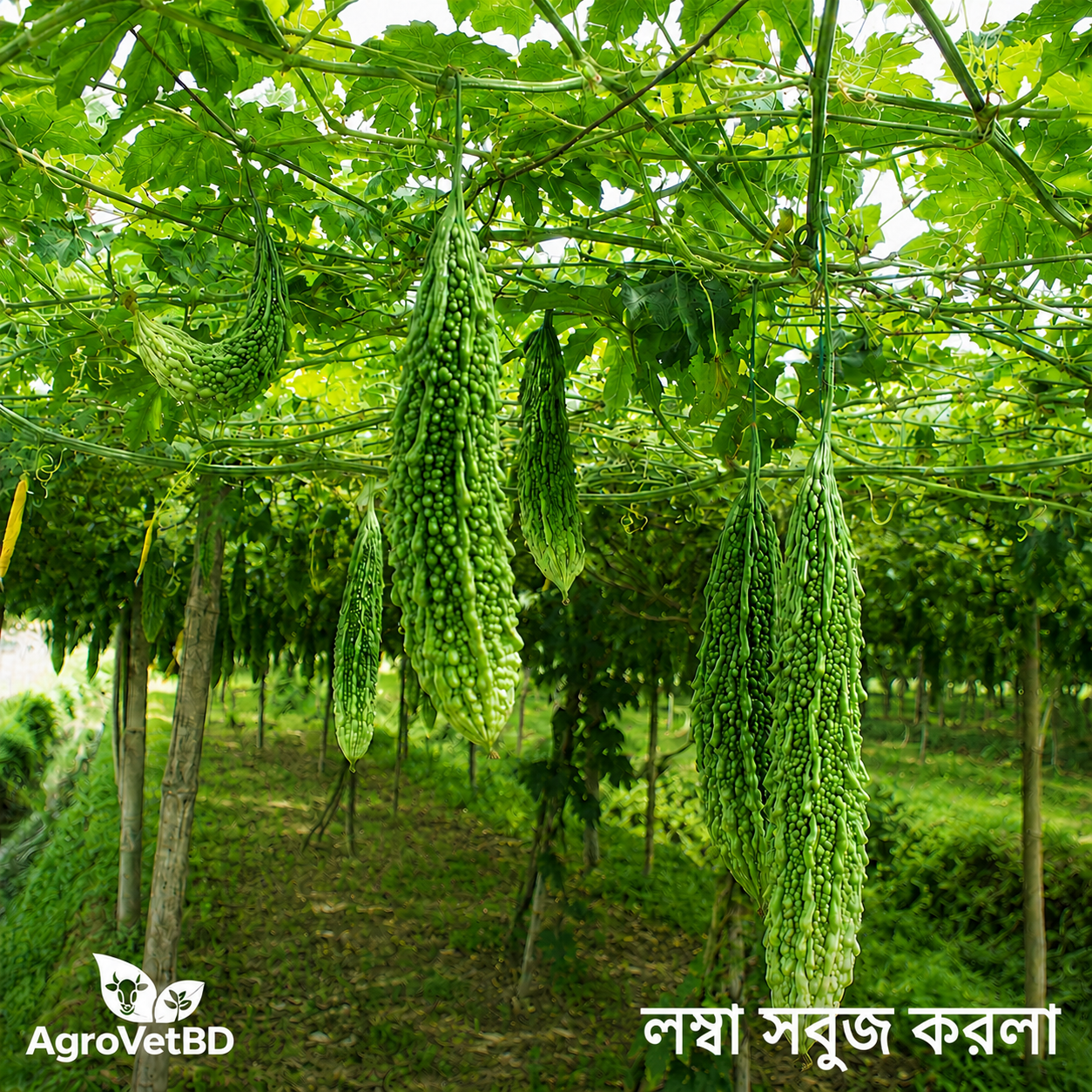 প্রিমিয়াম লম্বা সবুজ করলা -F1