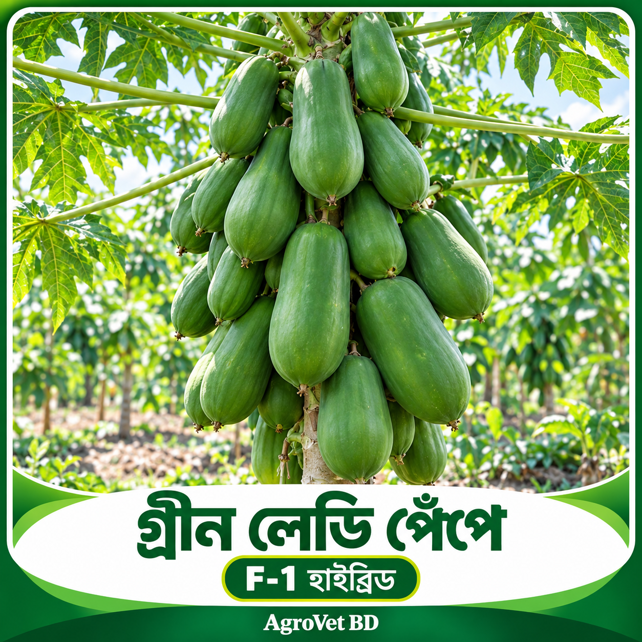 গ্রীন লেডি পেঁপে — F-1 হাইব্রিড