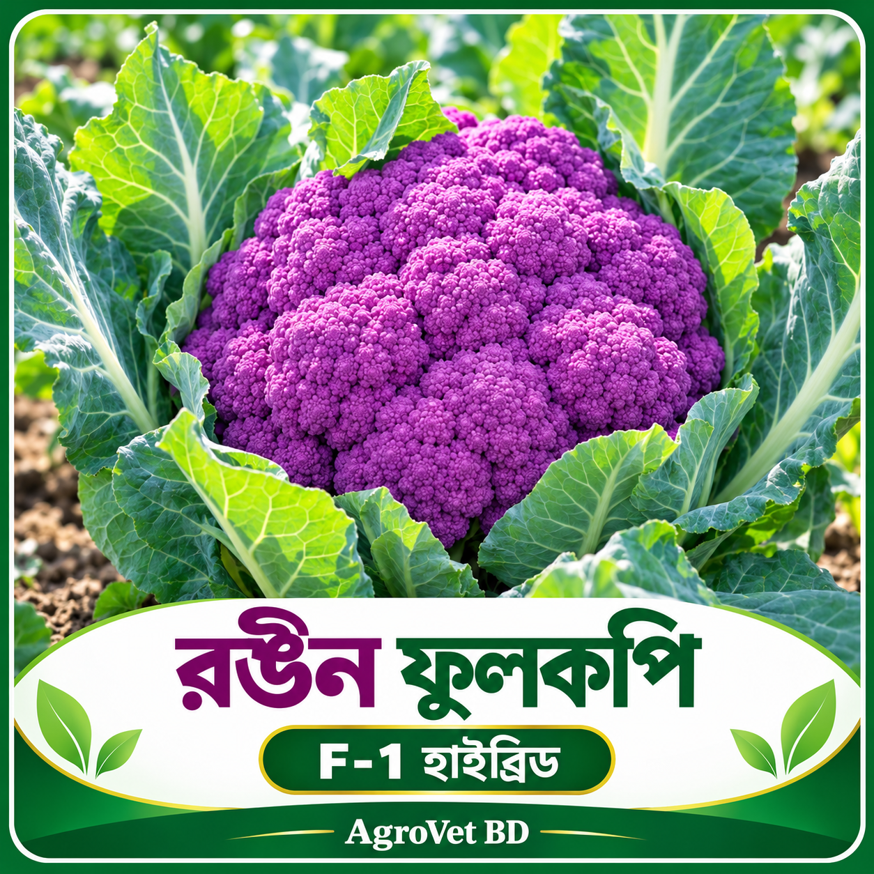 রঙিন ফুলকপি — F-1 হাইব্রিড