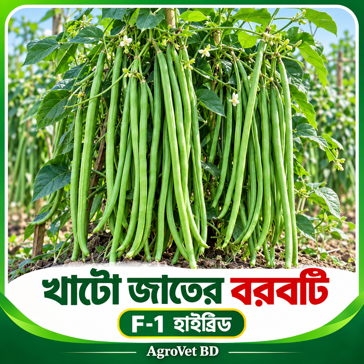 খাটো জাতের বরবটি — F-1 হাইব্রিড