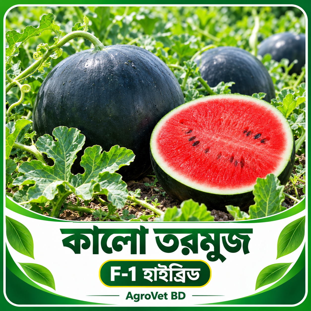 কালো তরমুজ — F-1 হাইব্রিড