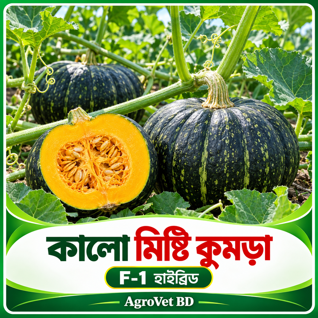 কালো মিষ্টি কুমড়া — F-1 হাইব্রিড
