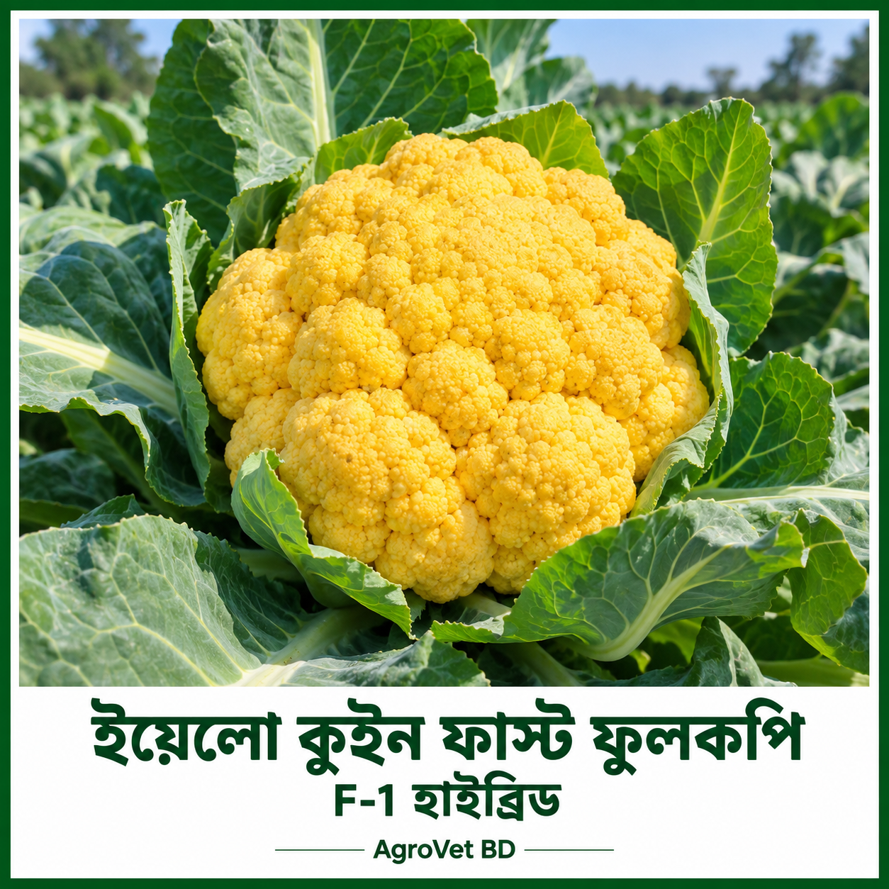ইয়েলো কুইন ফাস্ট ফুলকপি — F-1 হাইব্রিড