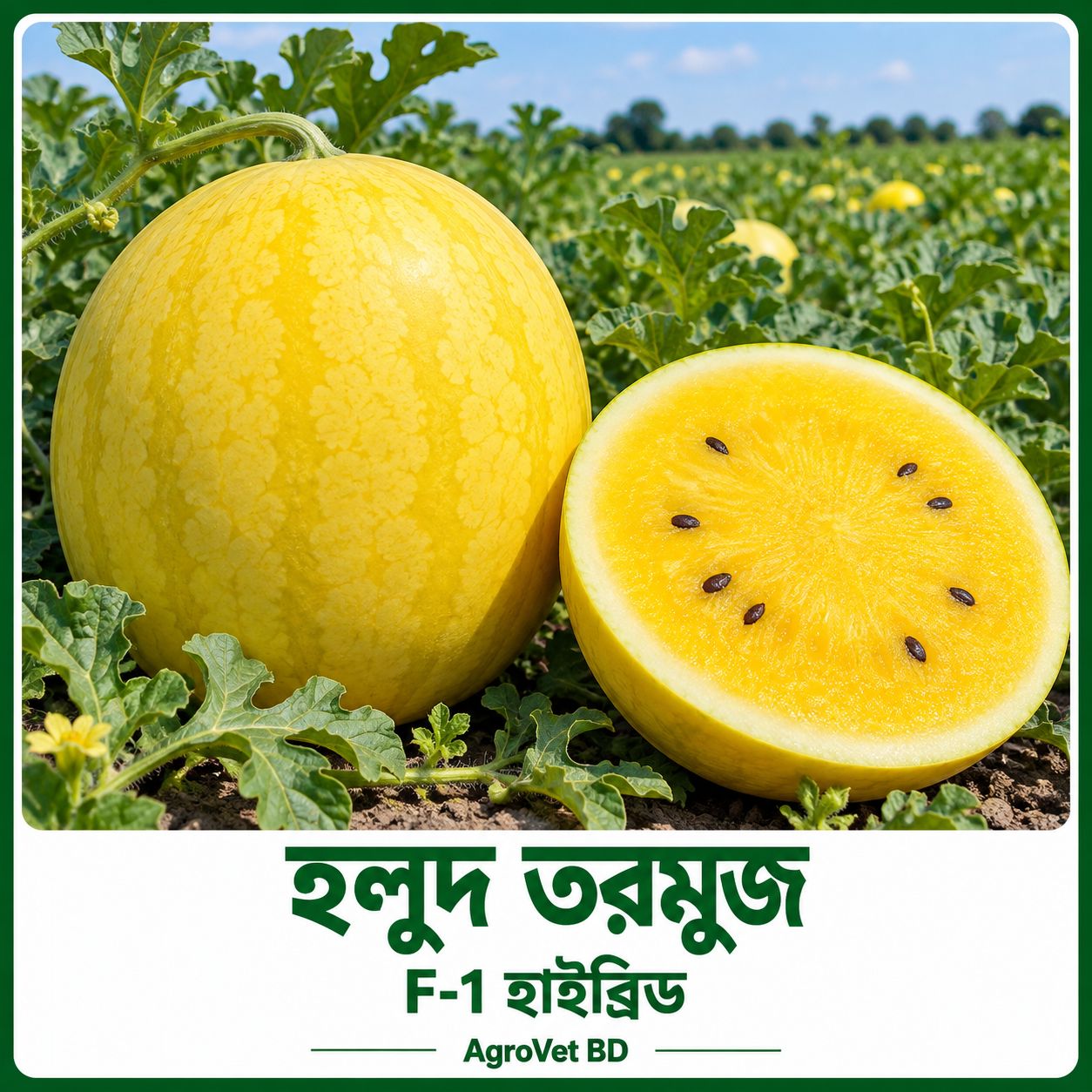 হলুদ তরমুজ — F-1 হাইব্রিড